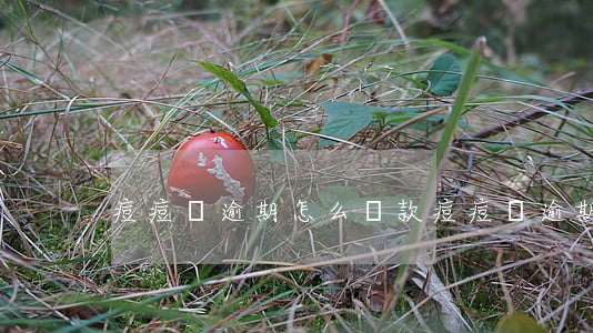痘痘錢逾期怎么還款(痘痘錢逾期怎么還款)