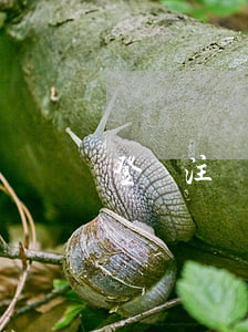 登報注銷公司