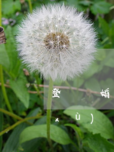 登記結婚需要什么(登記結婚需要什么手續(xù))
