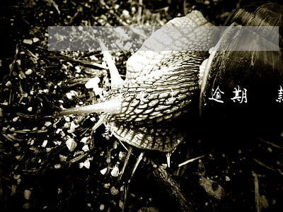 發(fā)唄逾期還款會怎樣(借唄逾期怎么還款?)