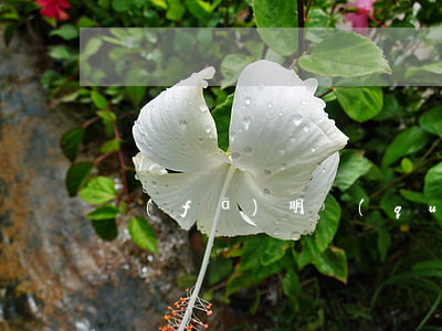 發(fā)明權(quán)糾紛