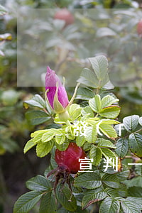 發(fā)生交通事故上訴法院審理后擇日宣判一般是多久宣判