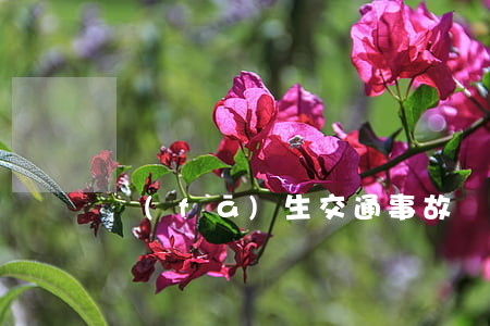 發(fā)生交通事故訴訟該怎么做