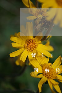發(fā)票認(rèn)證顯示逾期怎么回事 發(fā)票認(rèn)證超期怎么處理
