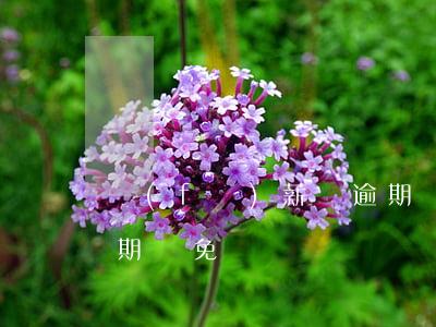 發(fā)薪貸逾期減免(發(fā)薪貸逾期減免)