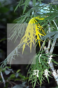 發(fā)起設(shè)立式股份有限公司章程