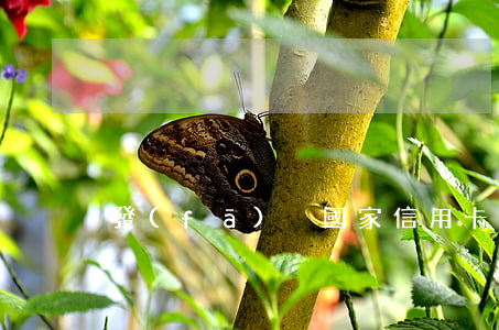 發(fā)迖國家信用卡逾期怎么處理