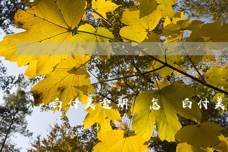白付美逾期會怎樣(白付美不還款可以嗎)