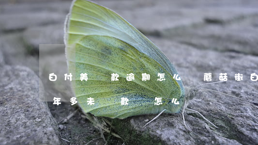 白付美還款逾期怎么辦(蘑菇街白付美逾期一年多未還款會怎么樣)