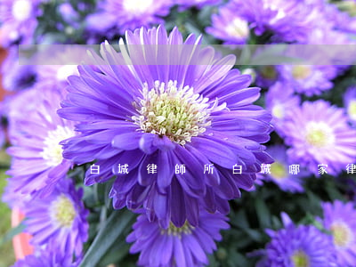 白城律師所（白城哪家律師債務糾紛）