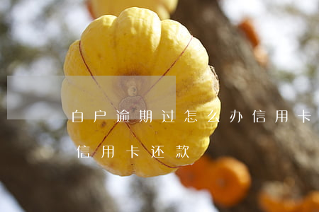 白户逾期过怎么办信用卡(白户逾期过怎么办信用卡还款)
