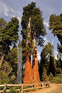 白条1200逾期半年(欠白条9000逾期三个月)