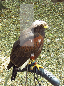 白条协商只还本金 白条还完逾期部分要我还清全款能否协商成功