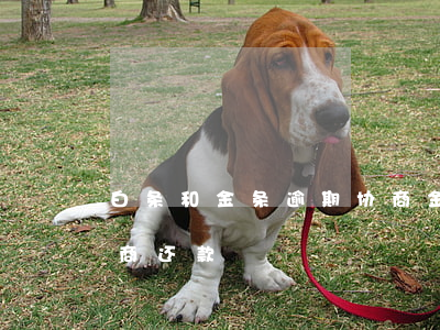 白条和金条逾期协商（金条白条逾期是否可协商还款）