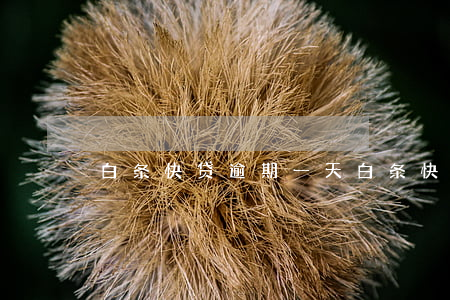 白条快贷逾期一天(白条快贷逾期一天)