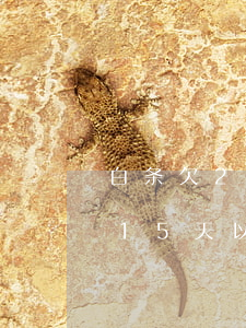 白条欠2千逾期15天会上征信吗(白条逾期15天以下会上征信吗)