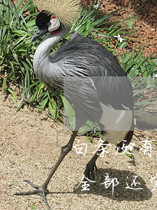 白条没有逾期为什么被锁啊 白条逾期被锁定全部还完还能用吗
