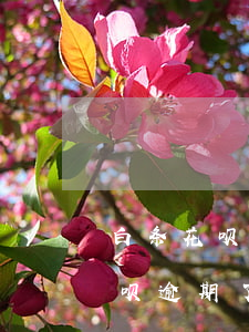 白条花呗逾期了可以办理银行卡吗-白条花呗逾期了可以办理银行卡吗安全吗
