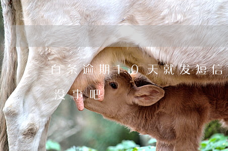 白条逾期10天就发短信-白条逾期15天没事吧