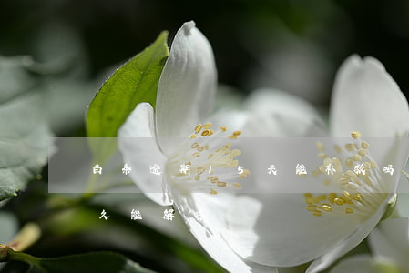 白条逾期15天能补救吗（白条逾期35天多久能解冻）
