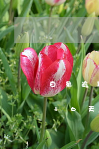 白条逾期16天征信显示吗 白条逾期有逾期16天还款的吗