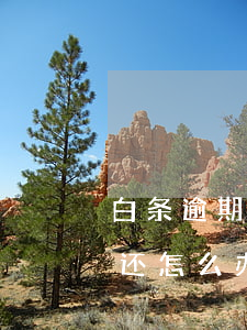 白条逾期19天利息多少(白条逾期21天没还怎么办)