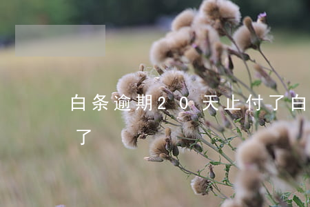 白条逾期20天止付了(白条逾期30天还完了)