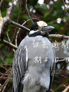白条逾期400天后还会起诉吗(京东白条逾期400多天了会不会被起诉)