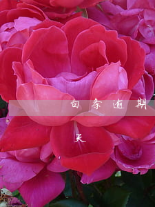 白条逾期57天严重吗去回答(白条逾期60天)