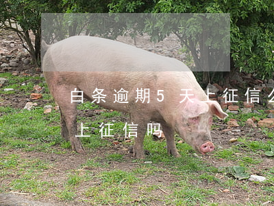 白条逾期5天上征信么 白条逾期五天后还了上征信吗