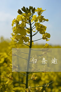 白条逾期一个周(白条逾期几天没事吧)
