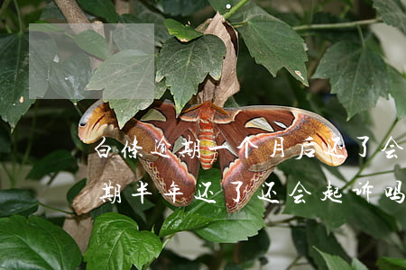 白条逾期一个月后还了会不会有影响（白条逾期半年还了还会起诉吗）