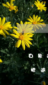 白条逾期一个月还清了-白条逾期了一个月把逾期的还了还会全额付款吗