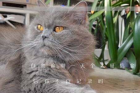 白条逾期一天个人征信(金条白条逾期一天征信有不良记录吗)