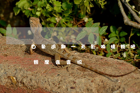 白条逾期一天影响提额吧-白条逾期还清后额度会变吗