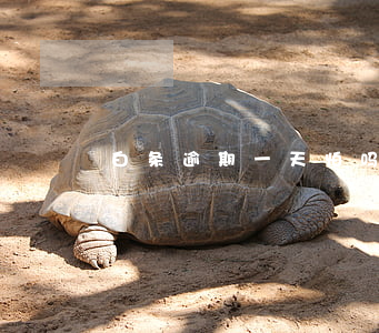 白条逾期一天怕吗-白条逾期一天怕吗