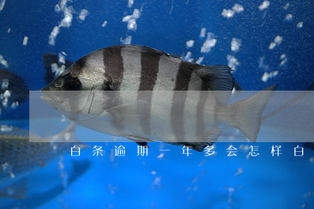 白条逾期一年多会怎样 白条有逾期一年的吗