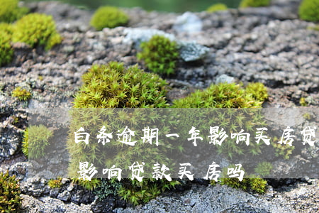 白条逾期一年影响买房贷款吗(白条逾期一次影响贷款买房吗)