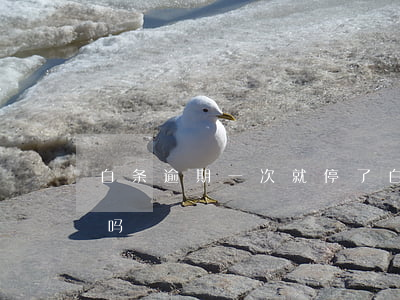 白条逾期一次就停了(白条逾期一个星期严重吗)