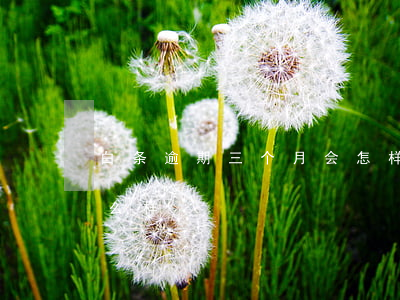 白条逾期三个月会怎样(白条逾期三个月会怎么样)