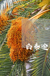 白条逾期三天会怎样（白条连续三次逾期）