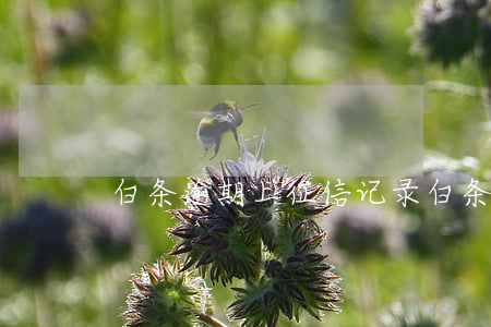 白条逾期上征信记录(白条逾期上征信了)
