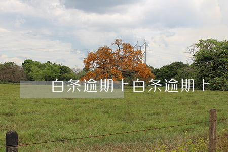 白条逾期上(白条逾期上)