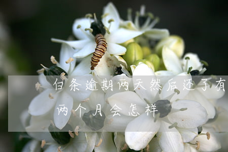 白条逾期两天然后还了有什么影响(白条逾期两个月会怎样)