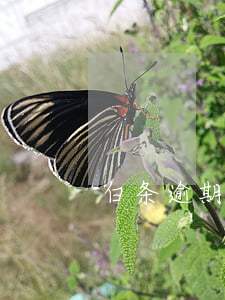 白条逾期为啥不催 白条经常逾期