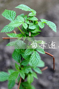 白条逾期久了可以只还本金嘛(白条逾期还清)