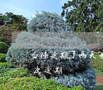 白条逾期了两天第三天还了没事吧（白条第三次逾期）