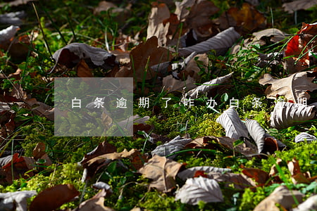 白条逾期了咋办（白条逾期了可以撤销吗）