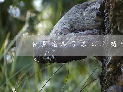 白条逾期了怎么注销(白条逾期还清了还能用吗)