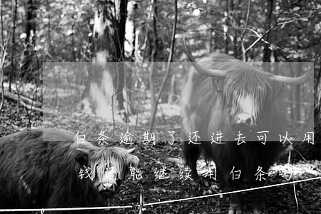 白条逾期了还进去可以用吗(白条逾期了还完钱还能继续用白条吗)